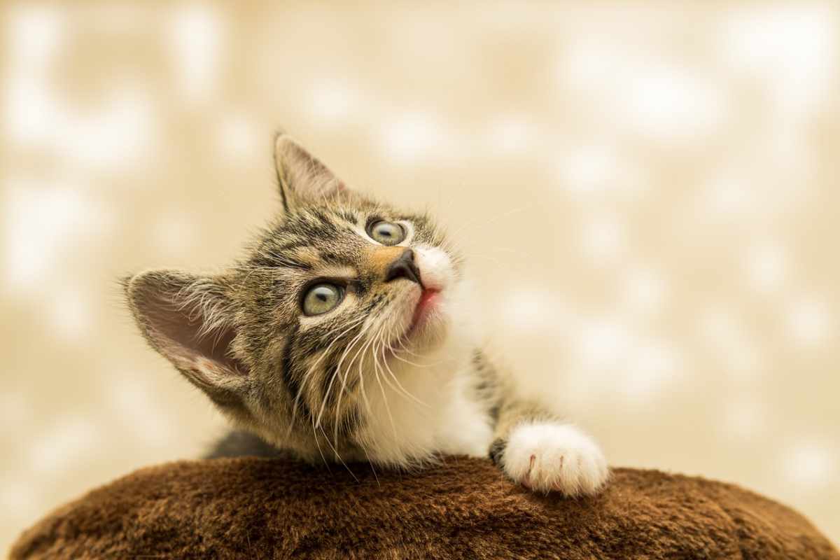 Cómo hablarles a los gatos: son más receptivos al tratarlos como bebés